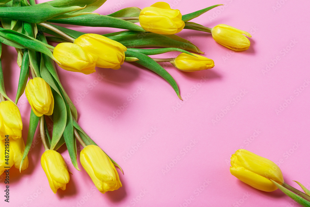 Obraz premium Yellow tulips on pink background messy