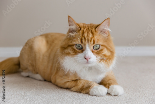 Fotografie White and orange tabby cat lounging