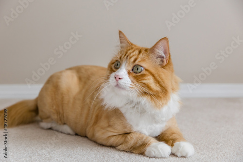 Cute orange tabby cat