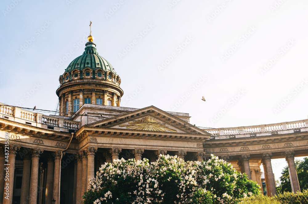 Obraz premium Kazan cathedral in St Petersburg spring blossom white flowers blue sky sunlight high contrast