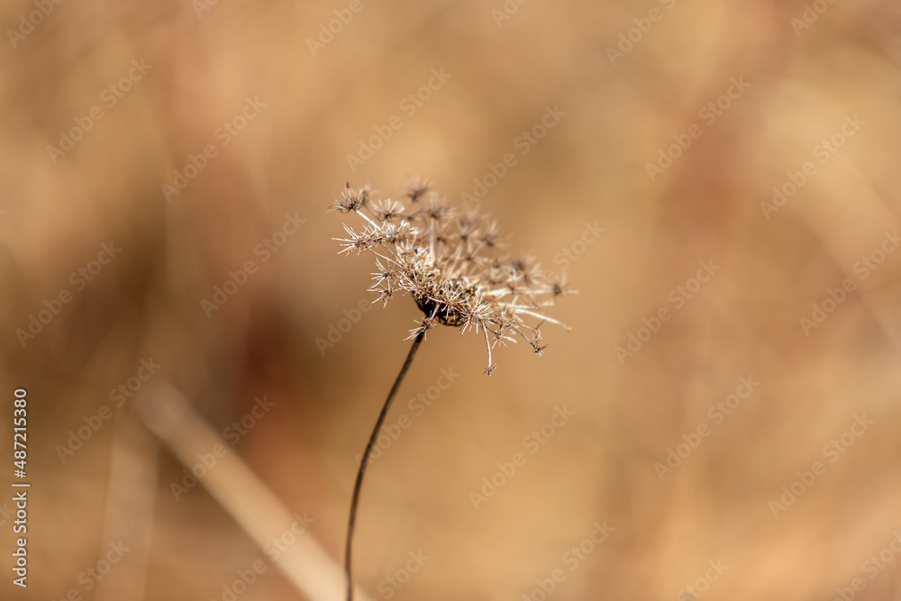 Dry grass flower in the meadow. The background is nice bokeh. Dry grass flower in the meadow. The background is nice bokeh.