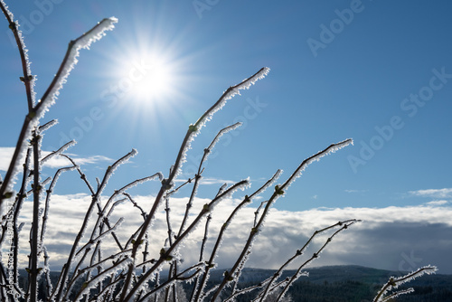 Frozen branches and winter sun at Sumava national park