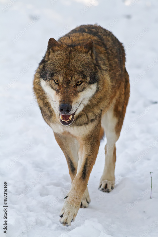 male Eurasian wolf (Canis lupus lupus) running through the snow male Eurasian wolf (Canis lupus lupus) running through the snow