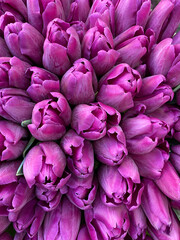 Sierkussen Paars Boeket paarse tulpen close-up  © romantiche