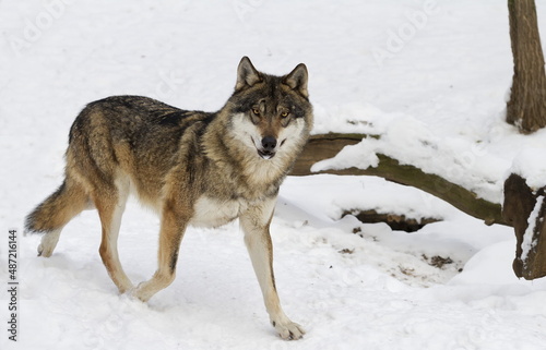 male Eurasian wolf  Canis lupus lupus  runs around in the snow