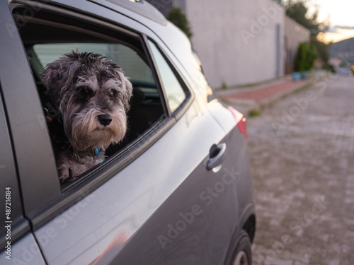 dog in car