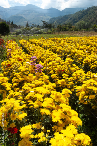 industrial agricultural production of flowers en los andes Venezolanos south America