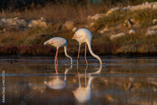 flamingo in the water