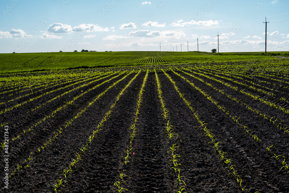 Agricultural field with rows of young corn in fertile soil with a blue partly cloudy sky. Rural landscape. Agriculture.