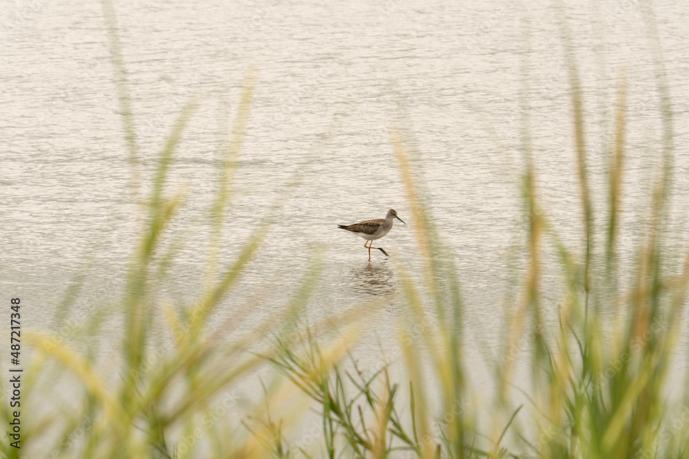 In the distance through the grass a lone brown speckled Dowitcher long billed water bird wades in the shallow river and hunts for fish and insects as it passes these wetlands along its migration In the distance through the grass a lone brown speckled Dowitcher long billed water bird wades in the shallow river and hunts for fish and insects as it passes these wetlands along its migration