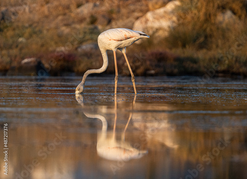 Flamingo on river 