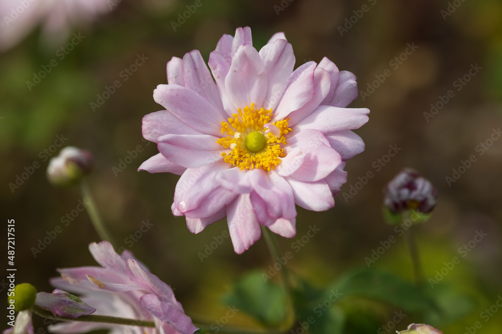 Pink Japanese anemone flower in a summer garden. Anemone hupehensis. Pink Japanese anemone flower in a summer garden. Anemone hupehensis.