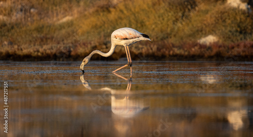 Flamingo on the river