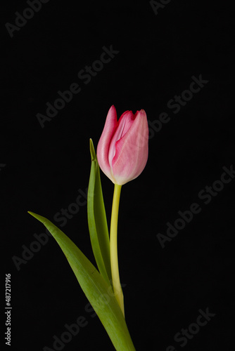 Single Pink Tulip on Black Background