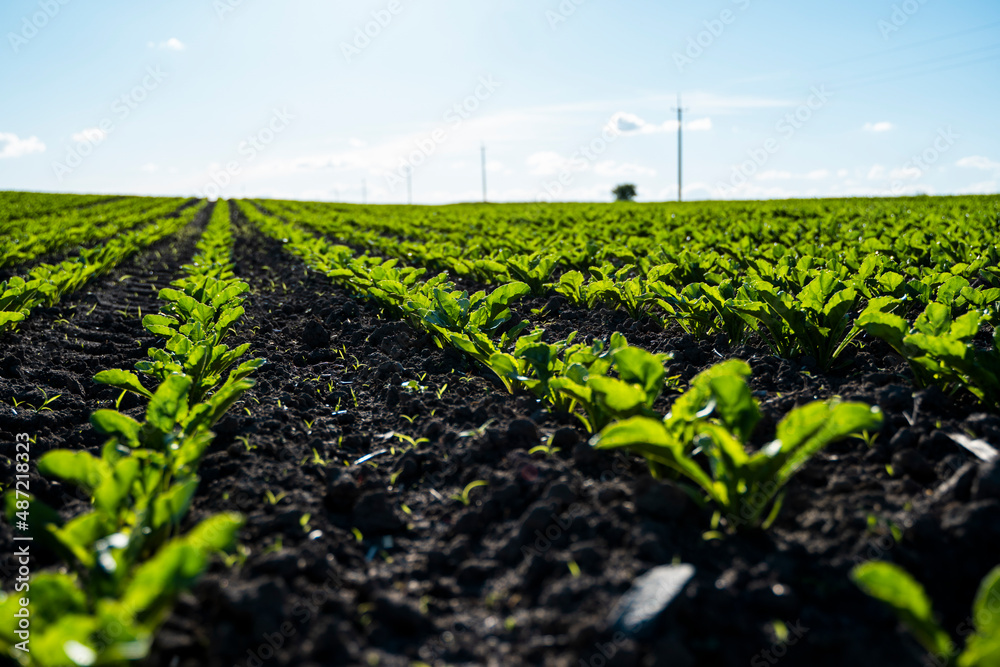 Sugar beet sprout growing in cultivated agricultural field with a blue sky. Agricultural process. Sugar beet sprout growing in cultivated agricultural field with a blue sky. Agricultural process.