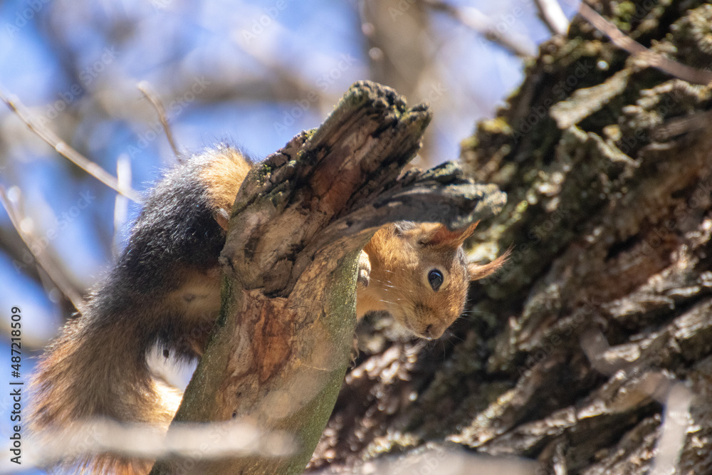 squirrel on a tree