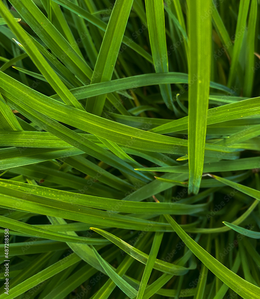 macro texture view of fresh green grass / leaves macro texture view of fresh green grass / leaves