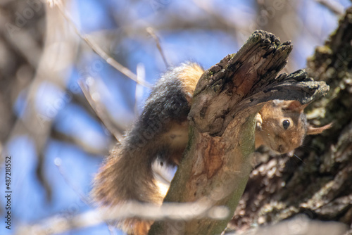 squirrel on a tree