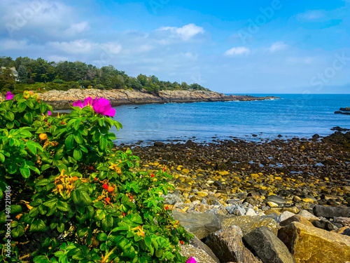 Flowers on the coast on Marginal Way trail in Ogunquit, Maine