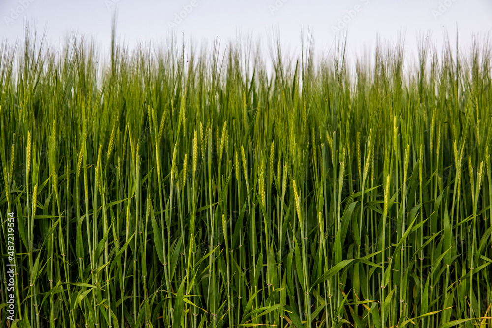 Ears of green barley close up. Background of ripening ears of barley field. Rich harvest concept. Agriculture. Juicy fresh ears of young green barley on nature in summer field with a blue sky. Ears of green barley close up. Background of ripening ears of barley field. Rich harvest concept. Agriculture. Juicy fresh ears of young green barley on nature in summer field with a blue sky.