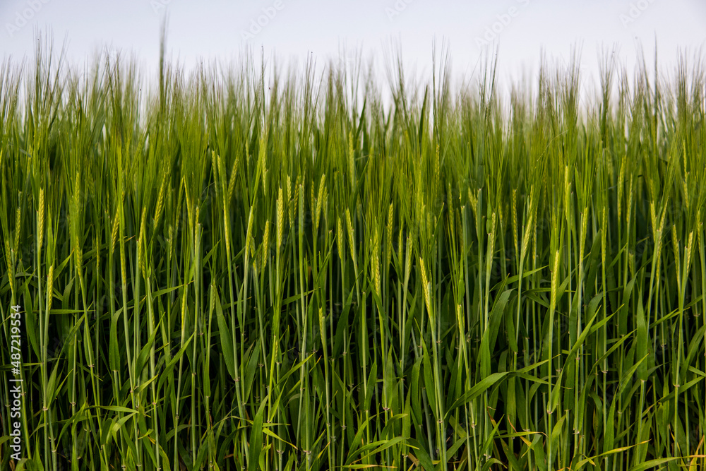 Ears of green barley close up. Background of ripening ears of barley field. Rich harvest concept. Agriculture. Juicy fresh ears of young green barley on nature in summer field with a blue sky.