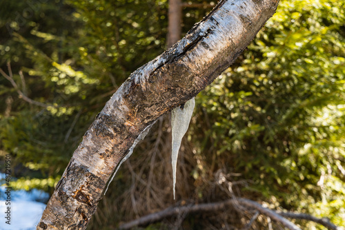 Long and curvy icicle on old tree photo