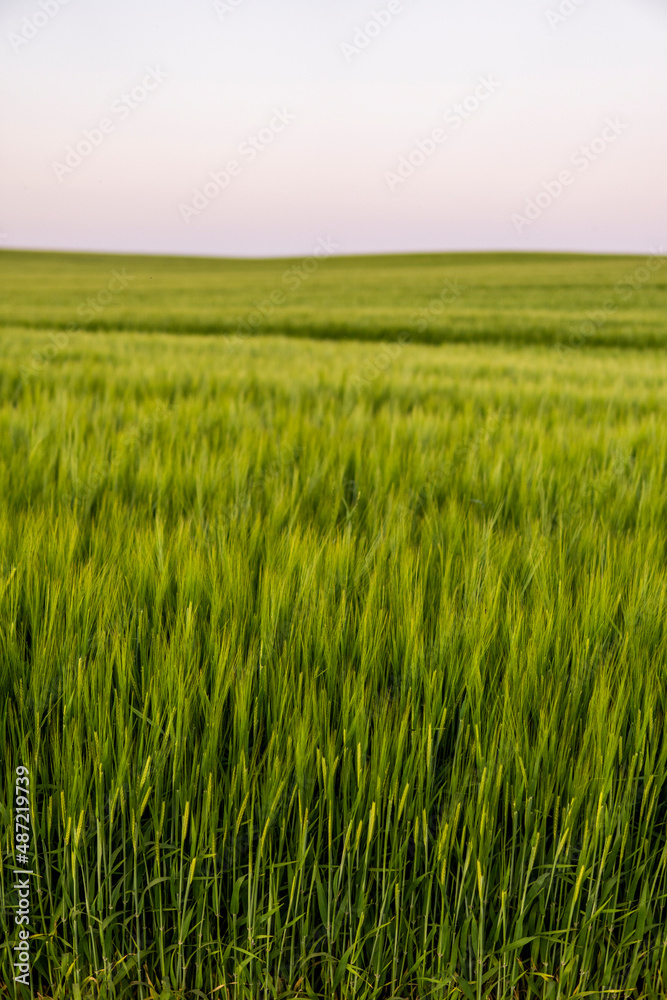 Landscape of fresh young unripe juicy spikelets of barley. Agricultural process. Agriculture.