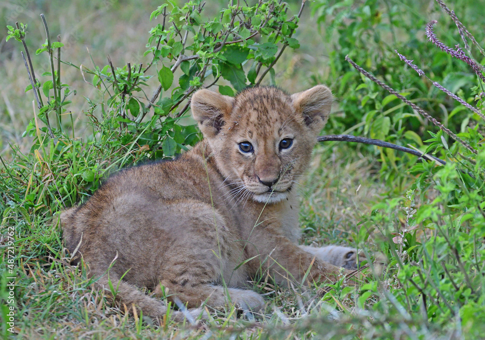 Fototapeta premium Lion cub resting in grass.
