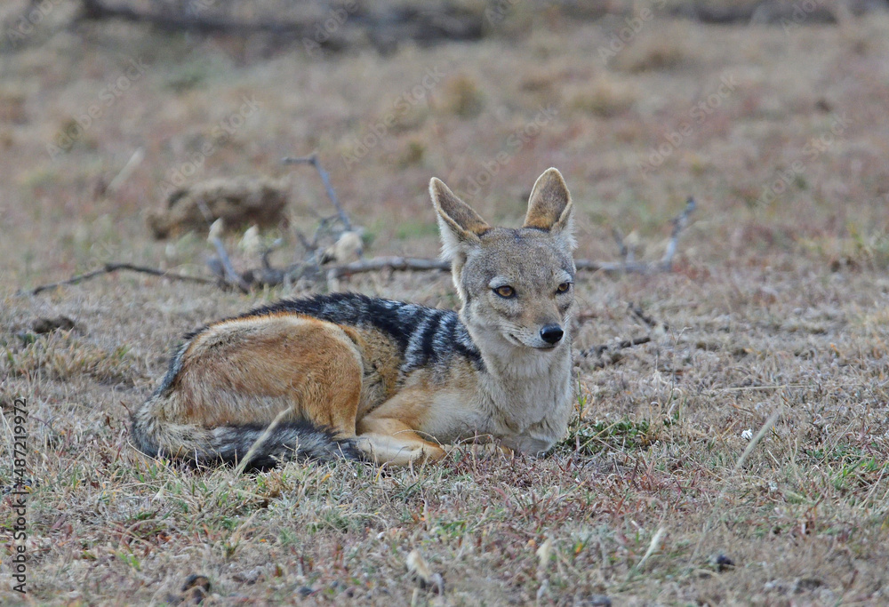 Fototapeta premium Black backed jackal resting.