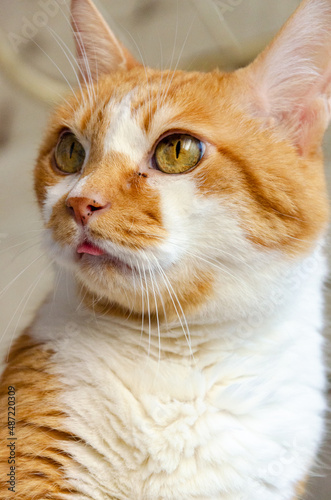 close up portrait of a yellow cat with tongue out