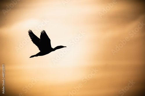 cormorant silhouette in flight.