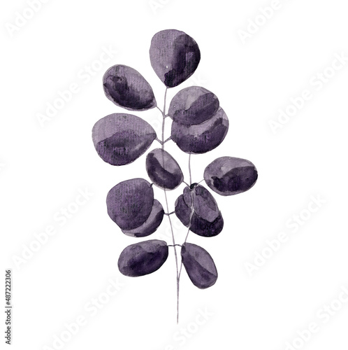 Watercolor tropical eucalyptus branch with dark purple color leaves. Trendy exotic plant illustration for pattern design  greeting cards and invitation decor  banners  backgrounds
