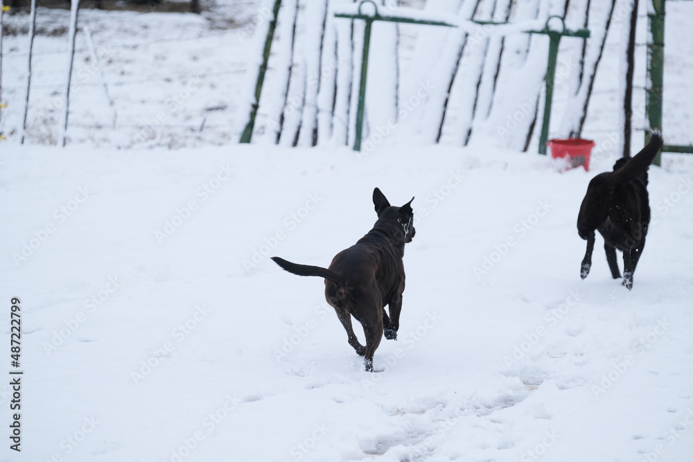Pet dogs running through winter snow in yard.