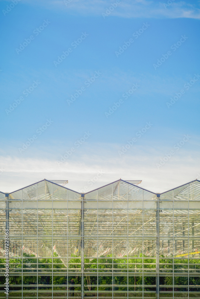 large agricultural greenhouses in the field large agricultural greenhouses in the field