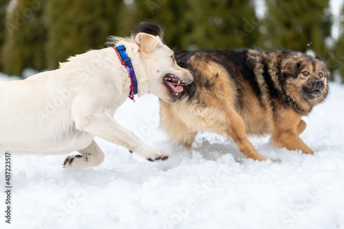Labrador and mongrel run in the snow chasing each other © Olha