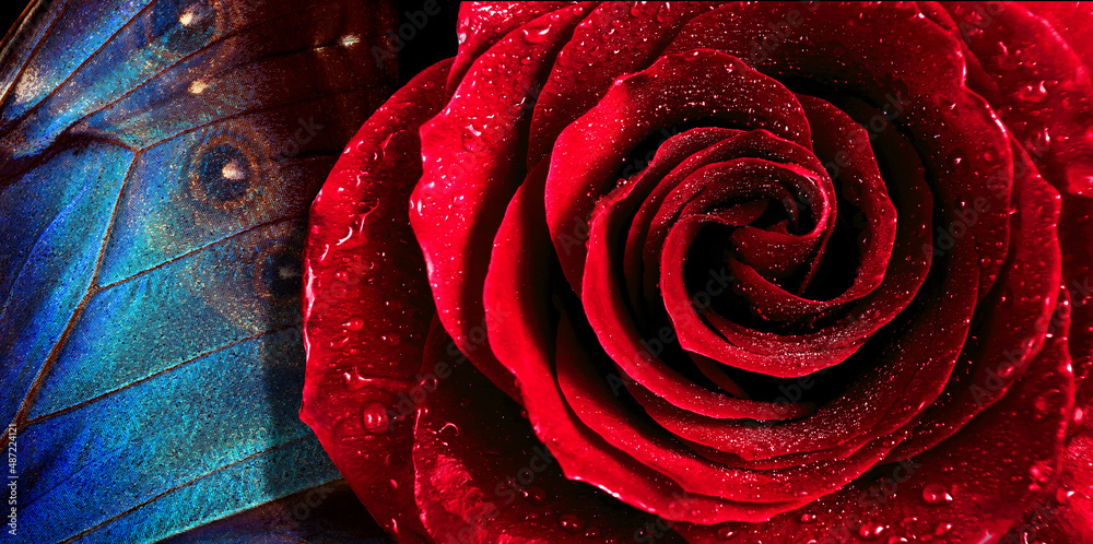 red rose in water drops and wing of blue morpho butterfly close up ...