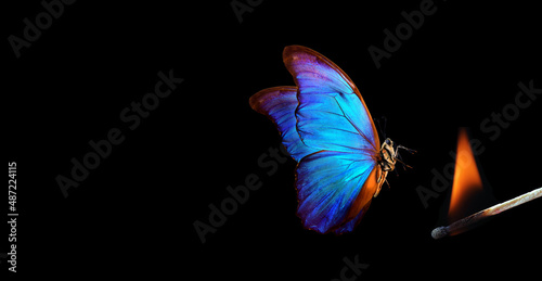 butterfly flying into the light. bright tropical morpho butterfly and flame on black background. temptation and danger. burning match