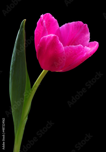 bright red tulip isolated on black