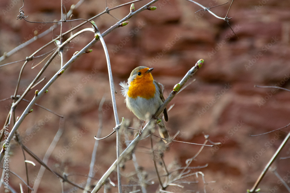 robin on a branch robin on a branch