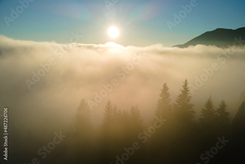 Aerial view of brightly illuminated with sunlight beams foggy dark forest with pine trees at autumn sunrise. Amazing wild woodland at misty dawn. Environment and nature protection concept