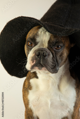 funny Boston terrier in a witch's hat © galina