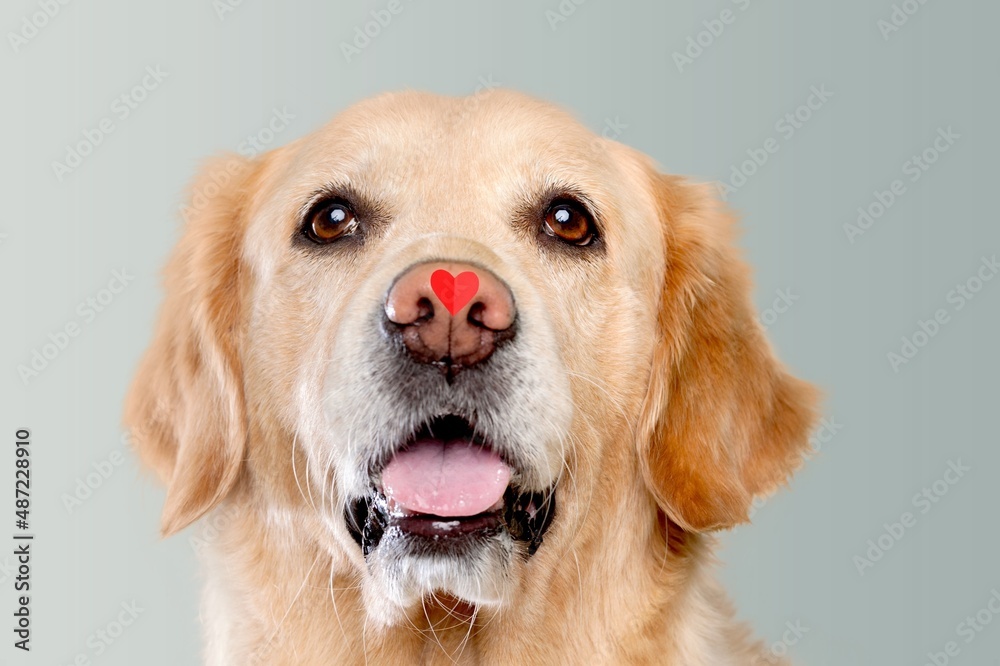 St. Valentine's Day concept. Funny portrait cute puppy dog holding red heart St. Valentine's Day concept. Funny portrait cute puppy dog holding red heart