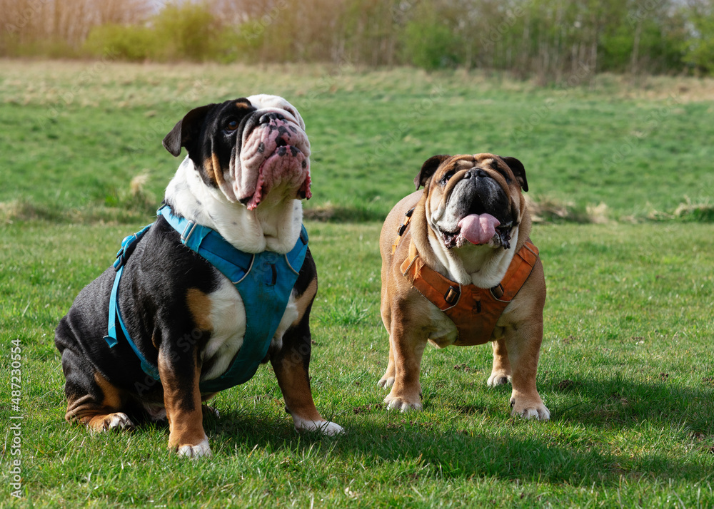 Red and Black tri-color English British Bulldogs in orange harness out for a walk standing on green grass in spring sunny day