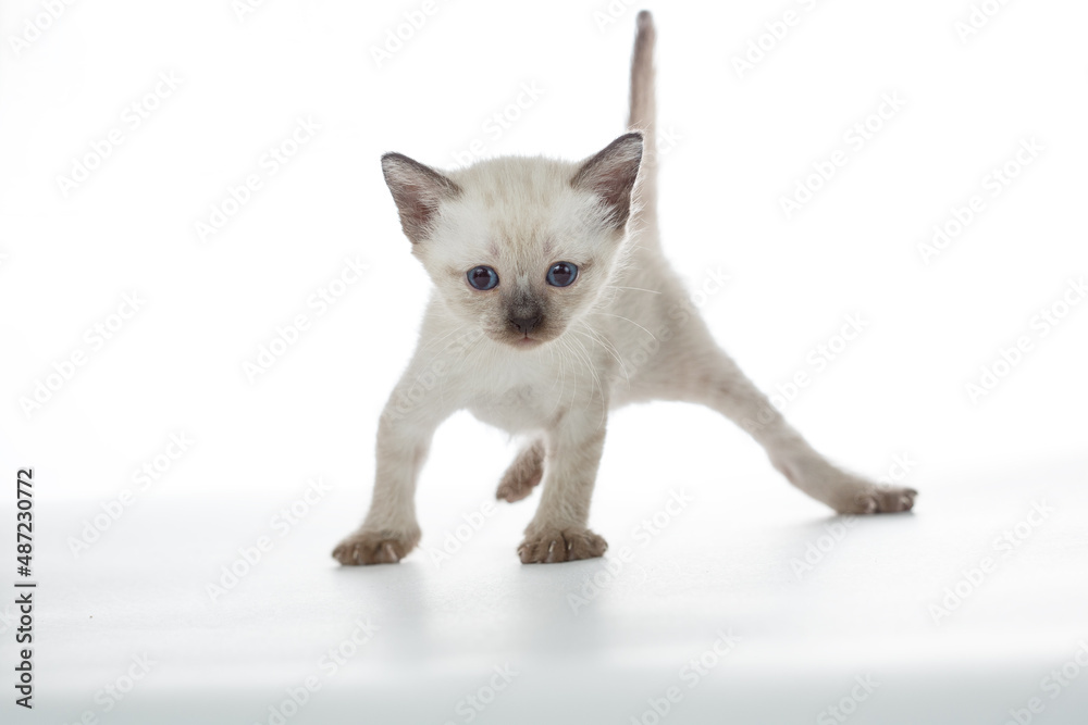 Thai kitten on a white background. Cute baby cat