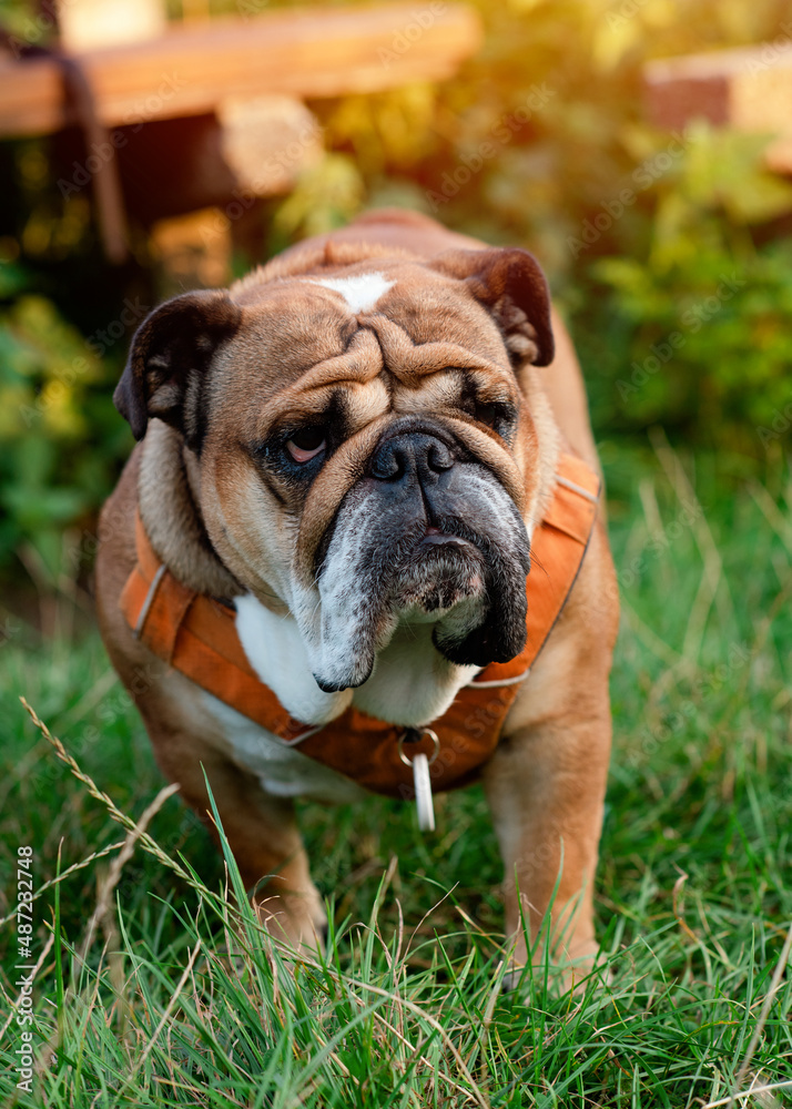 Red English British Bulldog in orange harness out for a walk standing on green grass in spring sunny day
