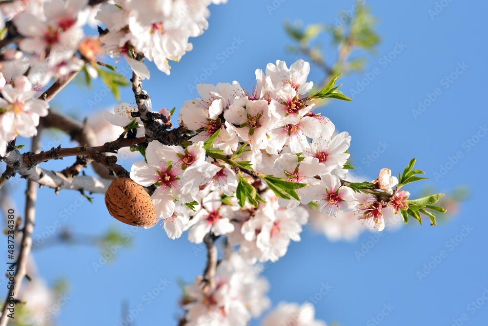 Detalle de varias flores y frutos de almendro en invierno Detalle de varias flores y frutos de almendro en invierno