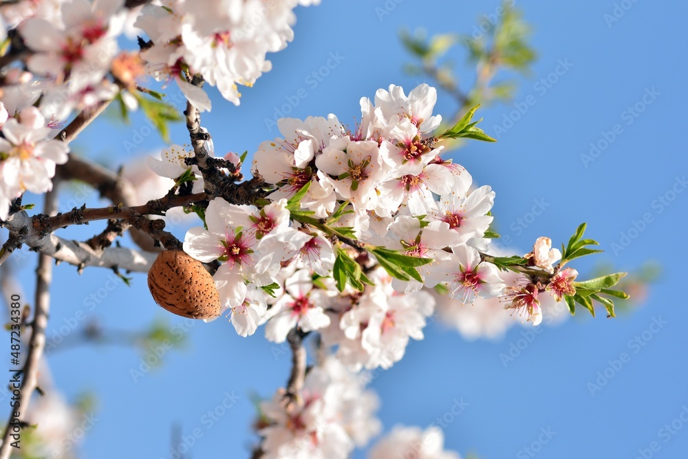 Detalle de varias flores y frutos de almendro en invierno	