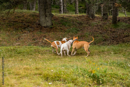 perros american stanford jugando en el campo con un palo