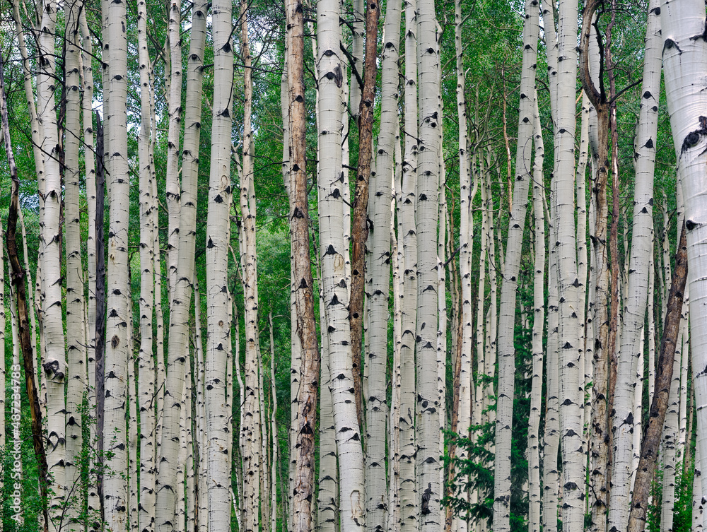 Beautiful white barked Aspen trees in a Colorado forest Beautiful white barked Aspen trees in a Colorado forest
