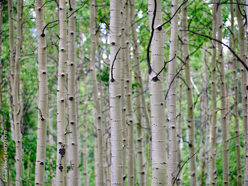 horizontal image of Colorado's famous white bark Aspen Trees